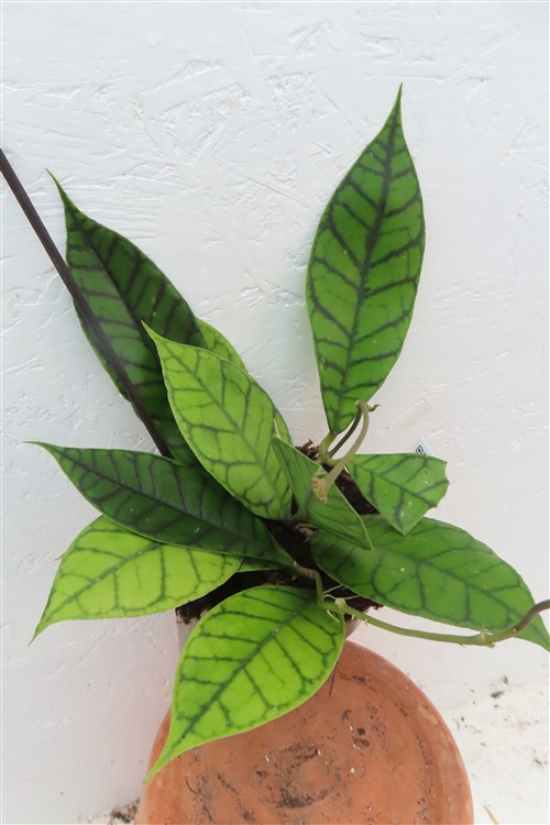 Hoya callistophylla KAL 16 Star of Samoa