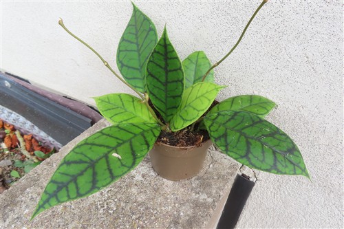 Hoya callistophylla KAL 16 Star of Samoa