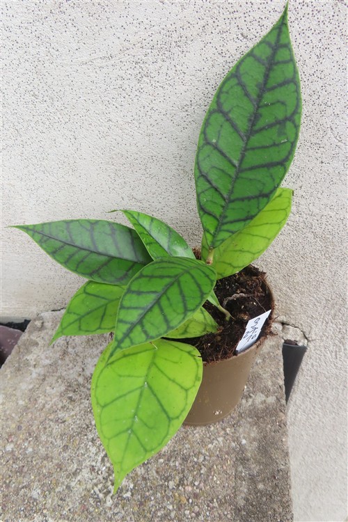 Hoya callistophylla KAL 16 Star of Samoa