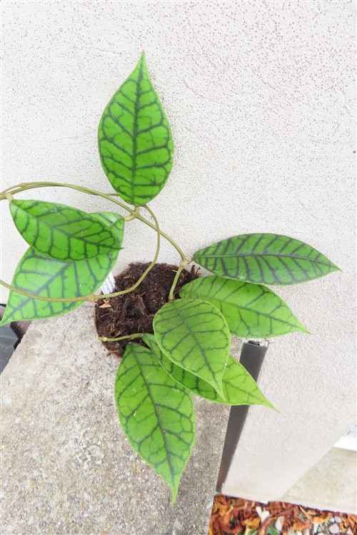 Hoya callistophylla KAL 16 Star of Samoa