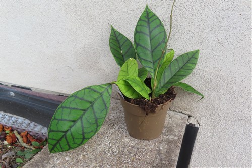 Hoya callistophylla KAL 16 Star of Samoa